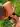 pari_sex