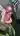 bigdick78