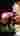 Couple7676